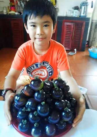 Cà chua đen hiện nay không đủ để cung cấp cho thị trường. Cà chua đen hiện nay không đủ để cung cấp cho thị trường.