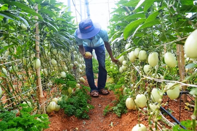 Vườn dưa pepino của gia đình anh Nguyễn Định bắt đầu cho thu hoạch