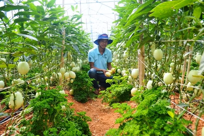 Anh Nguyễn Định bên vườn dưa pepino