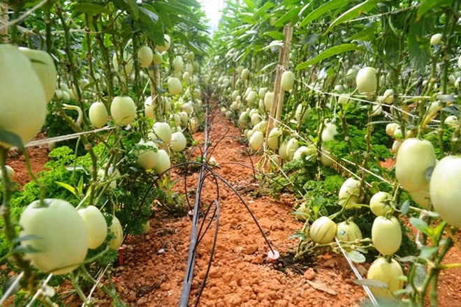 Vườn dưa pepino sai trĩu quả