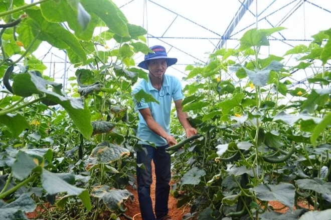 Ngoài dưa pepino, anh Định còn trồng cả dưa leo giống mới nhập ngoại, trái dài tới 40cm, ăn giòn, ngọt, đang được thị trường ưa chuộng