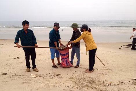 Hàng trăm lượt đoàn viên, thanh niên được huy động để thu gom dầu thủ công. Ảnh: Hoàng Táo.