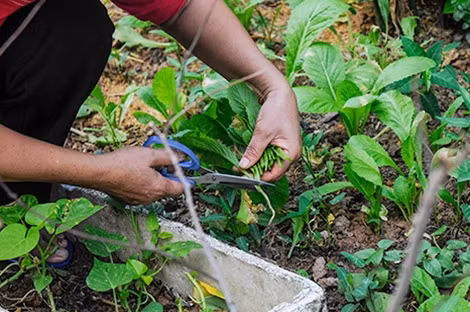 Dành rất nhiều thời gian để chăm chút cho những cây rau, tuy nhiên cũng có nhiều vấn đề xuất hiện tại đây. “Khoảng vỉa hè hẹp những nhiều nhà trồng, mỗi nhà chỉ có một chút diện tích để trồng, chỗ rau này nhà cô trồng chỉ đủ cho cháu bé ăn. Nhà ở ngay tầng trên, thường xuyên nhìn xuống trông mà vẫn bí hái trộm đấy cháu ạ.” – Cô Phúc (cũng sống tại chung cư B11-Nam Trung Yên) chia sẻ.