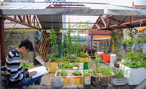 Không chỉ trồng ở dải phân cách hay trên vỉa hè, nhiều gia đình có khoảng sân thượng cũng tận dụng hết cỡ để có thể trồng rau sạch. Gia đình nhà chú Nguyễn Ngọc Thắng (ngõ 7-Thái Hà), từ nửa năm nay đã bắt đầu tận dụng khoảng không gian trên tầng thượng để trồng các loại rau phục vụ nhu cầu của gia đình. Giờ đây, sân thượng còn là không gian mà rất nhiều thành viên trong gia đình lựa chọn để đọc sách báo, hoặc học bài bởi sự thoải mái mà không gian xunh quanh mang lại.