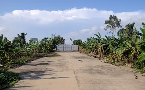 Trong khi người dân ở nhiều nơi phải tận dụng từng centimet đất để trồng rau thì tại nhiều dự án, người dân trồng rau, cây ăn quả vì quá tiếc diện tích đất bỏ trống. Như dự án khu đô thị mới Lê Trọng Tấn – GELEXIMCO, hai năm đã trở thành nơi để các hộ dân trồng chuối. Nhà bác Toàn trồng bên trong đất dự án các loại rau và khoảng 400 gốc chuối, mỗi năm cho ra 400 buồng, bình quân bán với giá 100 nghìn đồng một buồng. Như vậy nhờ diện tích đất dự án bỏ không mà mỗi năm ông Toàn cũng lãi được khoảng 40 triệu đồng từ việc bán chuối.