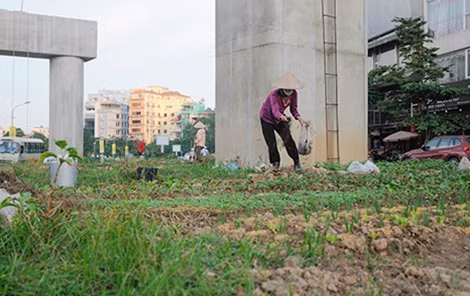 “Mất chút công chăm sóc, nhưng bù lại là cả gia đình có rau sạch, tự tay mình trồng để ăn cháu ạ”. – Cô Lan (một trong những người trồng rau phía dưới đường sắt cao tốc trên cao) vui vẻ chia sẻ.