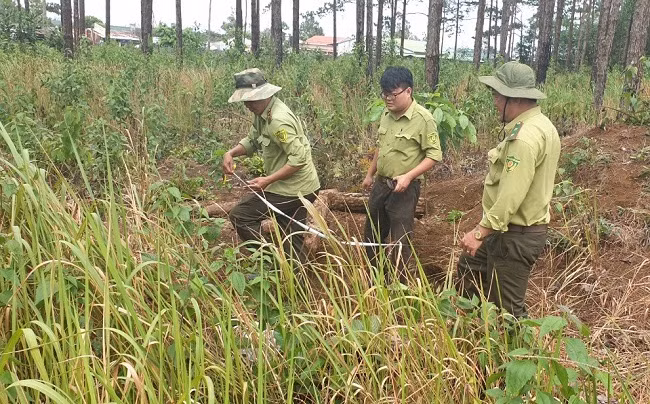 Mục đích phá rừng được cho là để lấn chiếm đất