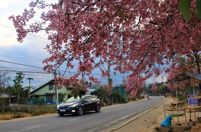 Đường lên Đà Lạt tràn ngập hoa mai anh đào