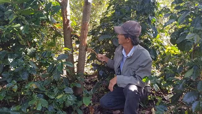 Một cây bơ bị đẽo vỏ ở gốc