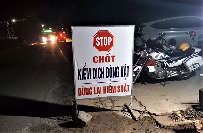Chốt kiểm dịch động vật tại khu vực phát hiện lợn bị nhiễm dịch tả lợn Châu Phi
