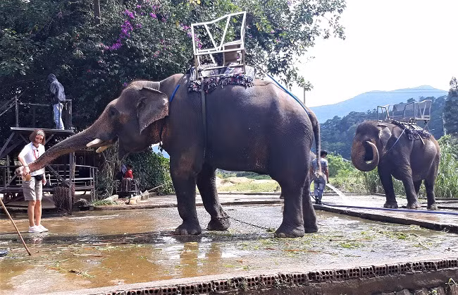 Voi thường xuyên được du khách cho ăn Voi thường xuyên được du khách cho ăn