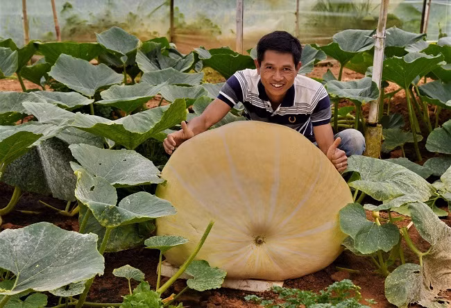 Do đã tích lũy được kinh nghiệm từ niên vụ trước, năm nay anh Định xuống giống bí ngô khá thuận lợi.