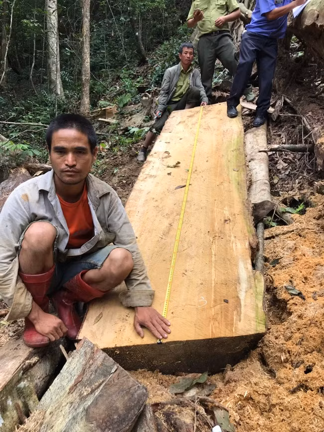 Phần gỗ cây bạch tùng tại hiện trường