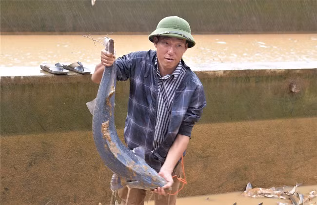 Khoảng 2000 con cá tầm giống cũng chết và chảy theo nước lũ