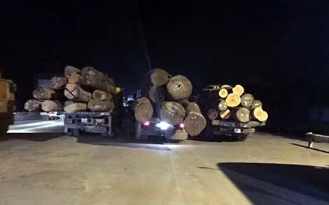 Những chiếc xe chở gỗ quá tải bị bắt tại Hải Dương rạng sáng 5/12.