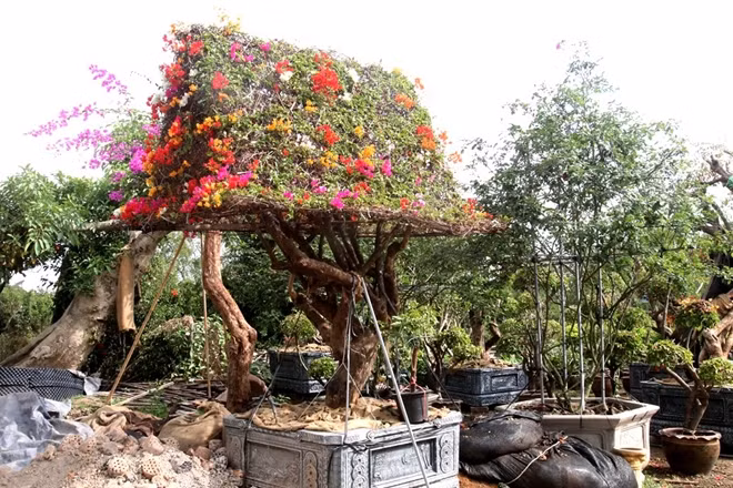 Giá hoa giấy ngũ sắc vô cùng đa dạng, cây có tuổi đời 10-20 năm dao động 30-50 triệu đồng, 50-70 triệu đồng đối với cây có tuổi 30-40 năm, 70-150 triệu đồng cho cây 50-70 năm và dòng cực phẩm trên 150 triệu đồng thường hơn 70 năm.