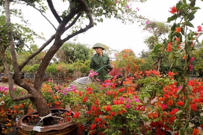 Với không khí lạnh, hoa giấy ngũ sắc nở kéo dài từ 30-45 ngày.