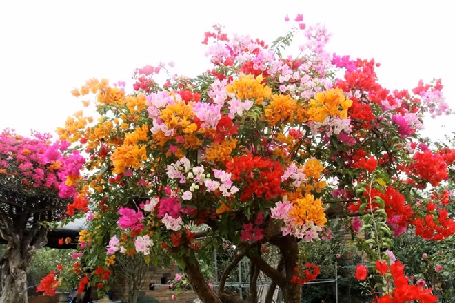 Sắc hoa rực rỡ pha trộn các màu với nhau chen lẫn với màu xanh biếc của lá đã tạo nên nét độc đáo riêng của loài hoa này.