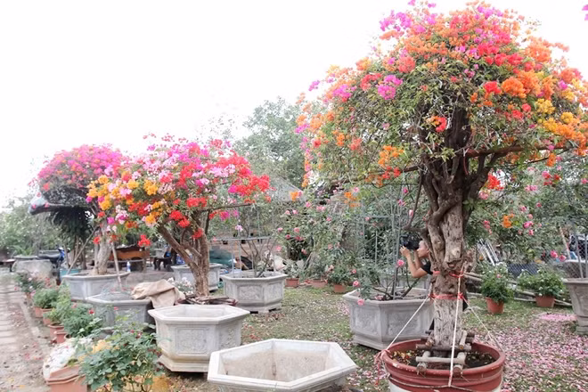 Dù hơn 1 tháng nữa mới đến Tết Nguyên đán nhưng tất cả các cây hoa giấy ngũ sắc trong vườn đều đã được khách hàng đặt mua chơi Tết.