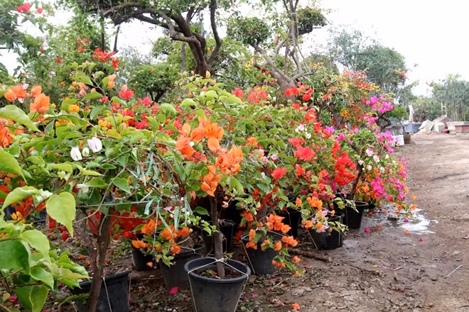 Cây hoa giấy thích hợp trồng ở mọi vùng khí hậu, và nó là loài cây có khả năng chịu hạn khá tốt.