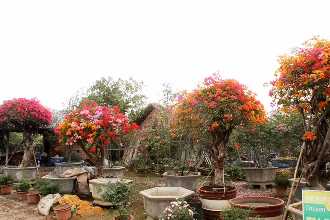Chính vì sự pha trộn các màu sắc độc đáo của loài cây này nên khi trồng cây trong nhà sẽ đem lại cho gia chủ sự vui tươi và may mắn.