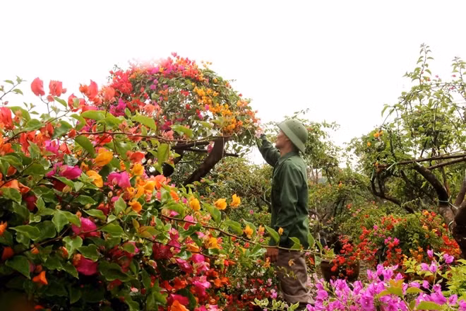 Đặc biệt, cây hoa giấy đắt nhất trong vườn có giá trên 600 triệu đồng với tuổi đời trên 100 năm.