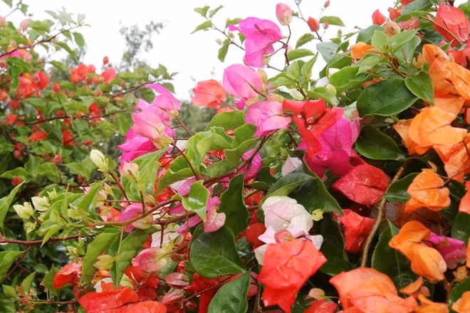 Hoa giấy giấy ngũ sắc Thái Lan có ưu điểm là lượng hoa sai, màu sắc đa dạng, bền màu và có thời gian nở dài hơn so với hoa giấy Việt.