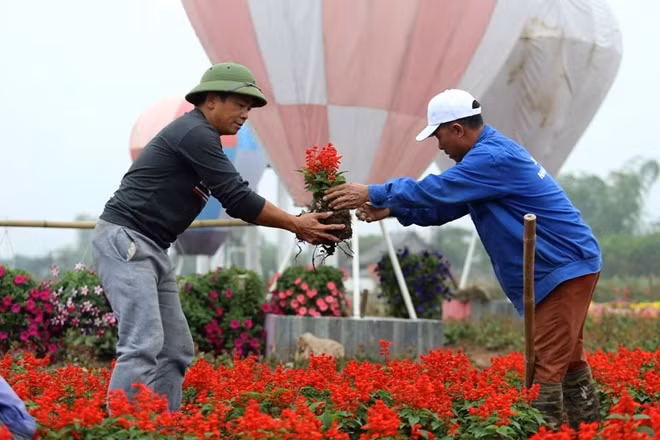 15 công nhân làm việc liên tục trong 2 tháng mới tạo thành công trình bằng hoa khổng lồ này.