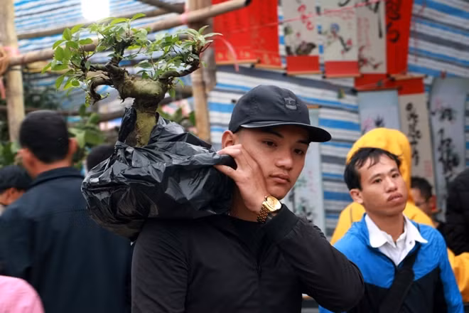 Nhiều người dân chọn mua cây cảnh gồm cây cảnh, sung, hoa