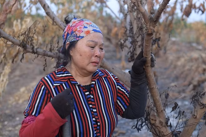 Bà Phạm Thị Tuyết (vợ ông Lân) hộ gia đình tổn thất nặng nhất đau buồn chia sẻ: "Cả gia đình tôi trông chờ vào mấy sào hoa màu, cách đây khoảng 7 năm đầu tư hơn 100 triệu, nay đến lúc bắt đầu cho thu thì bị đốt mất. bao nhiêu công sức, tiền bạc đổ vào đây giờ coi như mất trắng".
