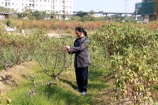 Bà Nguyễn Thị Quế (70 tuổi, trú tại tổ dân phố Nhật Tảo 2, phường Đông Ngạc, quận Bắc Từ Liêm, Hà Nội) cho hay, gia đình bà trồng gần 200 cây đào cảnh để phục vụ Tết Nguyên đán, nhưng do đợt mưa hồi cuối tháng 8, vườn đào bị ngập úng kéo dài khiến nhiều nhiều gốc đào không chịu được nước mà chết dần theo thời gian, ước tính thiệt hại hàng chục triệu đồng