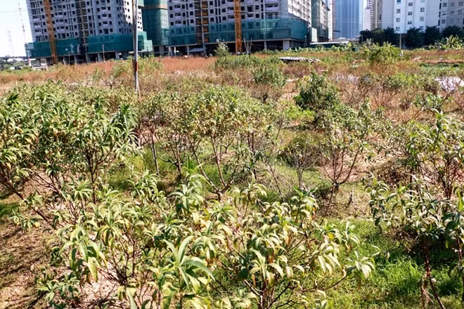 Bà Hoàng Thị Tuyết (tổ dân phố Nhật Tảo 1) trồng đào tại đây cho hay, gia đình bà trồng gần 500 cây đào cảnh để phục vụ Tết Nguyên đán, nhưng do đào bị ngập úng kéo dài đến nay đã chết khoảng 160 cây, ước tính thiệt hại gần 100 triệu đồng.