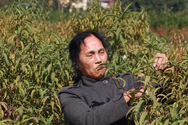 “Để có được cành đào cho Tết, chúng tôi phải vất vả chăm bón cả năm trời để được cây đào cho dịp tết. Bao nhiêu công sức, mồ hôi đổ vào vườn đào giờ đào biến thành củi mục hết rồi. Vụ Tết năm nay coi như mất trắng,” bà Huế chua xót.