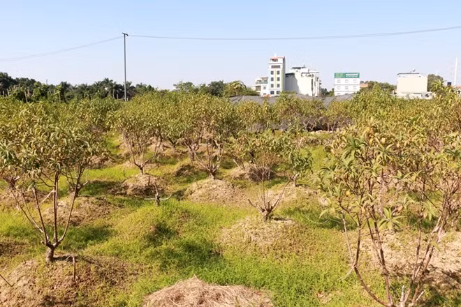 Không chỉ riêng nhà bà Quế, khu vườn đào này có khoảng 30 hộ gia đình cũng bị thiệt hại.