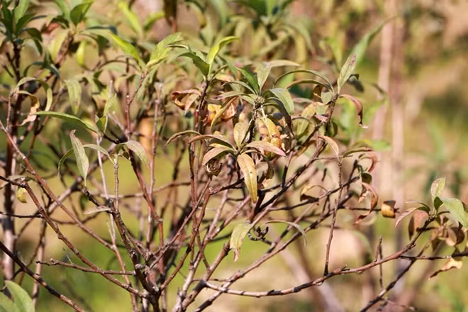 Những gốc đào héo úa, chết dần chết mòn theo thời gian.