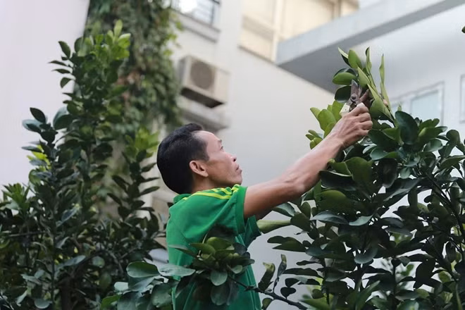 Anh Hoàng chủ một vườn bưởi cho biết "Việc chăm sóc bưởi để cho chúng ra hoa kết quả như ý muốn rất khó. Chủ yếu nguyên nhân là do thay đổi khí hậu, môi trường khiến việc chăm sóc cây gặp nhiều khó khăn. Dù khó nhưng chúng tôi vẫn cố gắng chăm sóc cây thật tốt đúng ý muốn để các cây bưởi có thể phục vụ khách hàng trong thời gian từ giờ đến hết Tết".