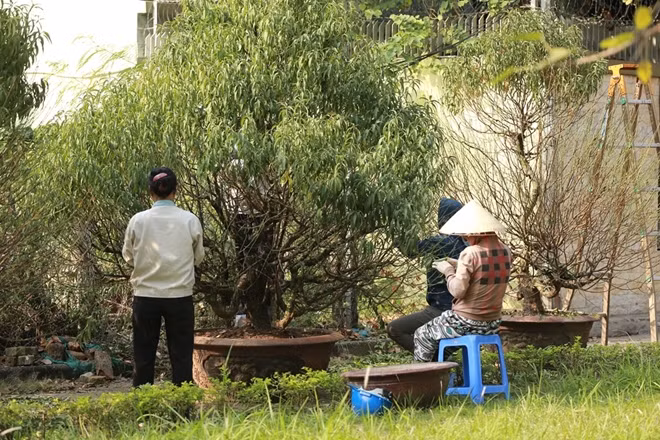 Không chỉ có Bưởi, hiện nay các cây đào Nhật Tân cũng được vận chuyển tới đường Lạc Long Quân để phục vụ cho nhu cầu của khách.
