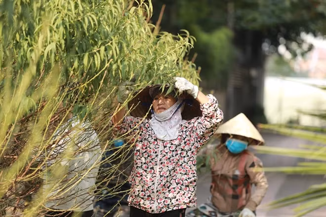Một chủ vườn cho biết các cây đào ở đây chủ yếu phục vụ nhu cầu thuê của khách hàng là chính.