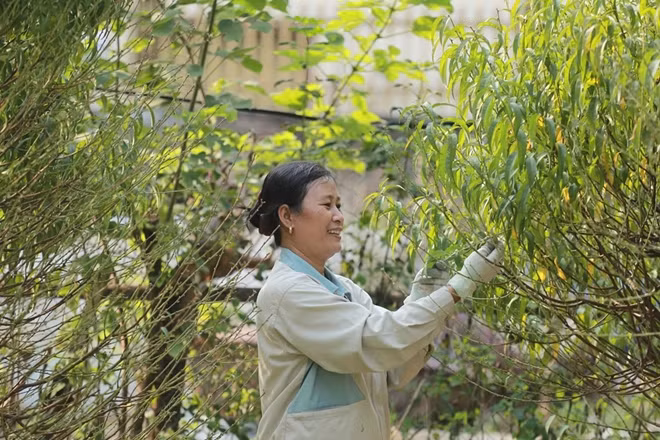 Hiện tại, các chủ vườn đào đang tuốt lá để hãm cho đào nở đúng dịp tết.