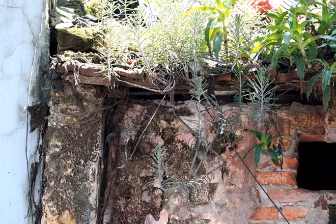 Những mảng tường nứt, rêu mốc mọc đầy. Đặc biệt trên mái của ngôi nhà có hàng chục năm tuổi tại quận Hoàn Kiếm, Hà Nội còn đang phải đỡ thêm một...dàn cây.