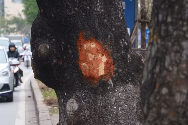 Lớp vỏ bị bóc còn mới tinh.