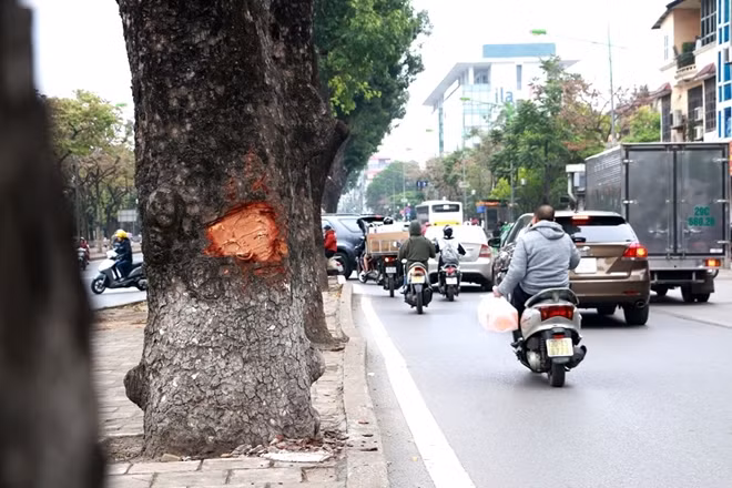Nhiều cây xà cừ bị đục đẽo vỏ tại các phố như Kim Mã, Giảng Võ, Láng...