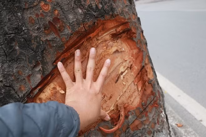 Lớp vỏ bị bóc thường có độ rộng 1 gang bàn tay người.