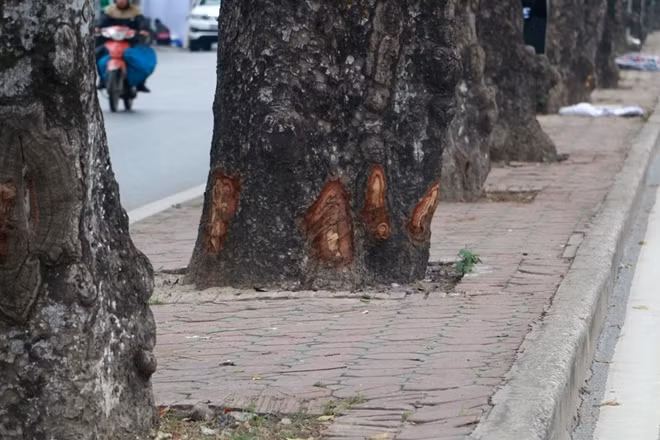 Trước đó vào năm 2015, lực lượng chức năng từng phát hiện một cụ ông 80 tuổi đị đục vỏ cây. Theo ông này cho biết, ông làm thế để lấy vỏ cây về làm thuốc chữa bệnh da liễu cho vợ.