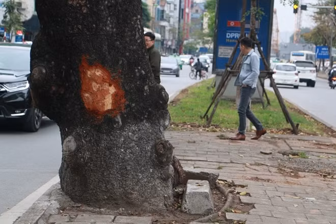 Những chổ bị bóc vỏ thường ở vị trí thấp dễ tiếp cận.