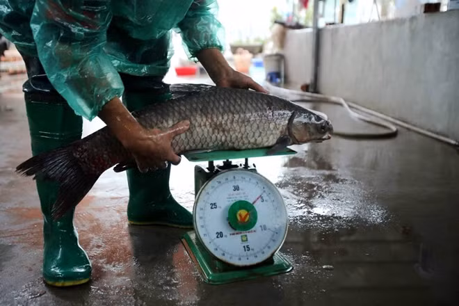 Anh Toản cho biết, dân làng Vũ Đại chỉ sử dụng cá trắm đen, trọng lượng từ 4 kg trở lên để kho tộ. Ngoài ra nếu khách hàng nào thích kho các loại cá khác gia đình cũng sẵn sàng phục vụ. Các năm trước đây cá thường nhập về từ các tỉnh Ninh Bình, Nam Định, Hải Phòng hoặc ngay tại các chủ nuôi cá tại Hà Nam nhưng bây giờ nhiều nguồn không còn đảm bảo chất lượng. Thay vào đó gia đình nhập cá tại Ninh Bình bởi ở đây đã có những chủ nuôi cá đủ số lượng và chất lượng.