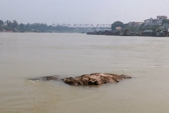 Dọc tuyến sông có kha nhiều bãi đã ngầm