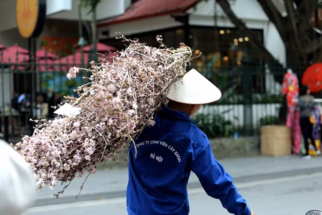 Để tham gia công tác chuẩn bị bảo quản cho lễ hội hoa anh đào này có khoảng 400 người cán bộ AIC, cây xanh, và đội ngũ chuyên gia đến từ Nhật Bản.