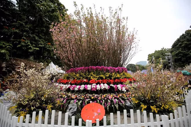 Lễ hội hoa anh đào Nhật Bản-Hà Nội 2019 do UBND TP Hà Nội phối hợp cùng Đại sứ quán Nhật Bản tại Việt Nam tổ chức.