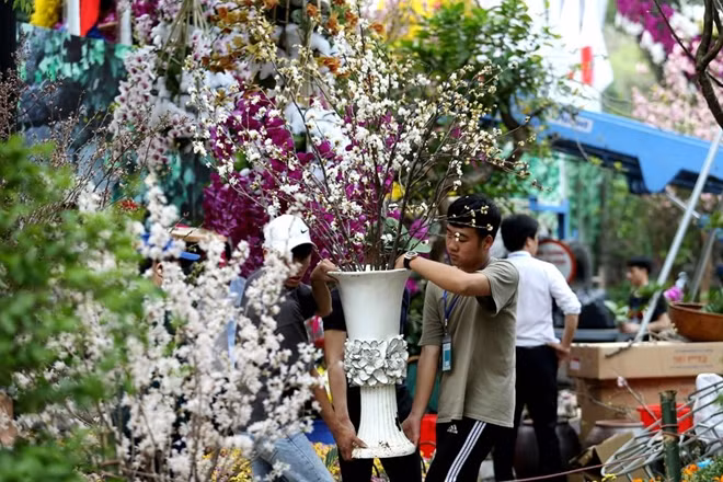 Chỉ còn ít giờ nữa là diễn ra Lễ hội hoa Anh đào Nhật Bản - Hà Nội 2019 với nhiều hoạt động phong phú.